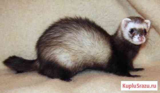 Продам хорька Санкт-Петербург