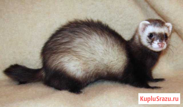 Продам хорька Санкт-Петербург - изображение 1