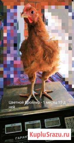 Цветной бройлер (инкубационное яйцо) Славянск-на-Кубани - изображение 1