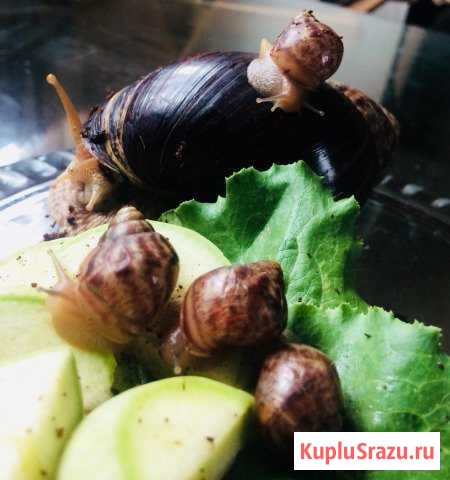 Улитка:Ахатина(но редкой породы от морщин) Сочи - изображение 1