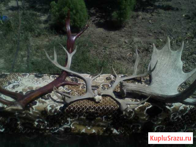 Рога лося и оленя с крайнего севера Курганинск - изображение 1