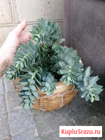 Молочай Новороссийск - изображение 1