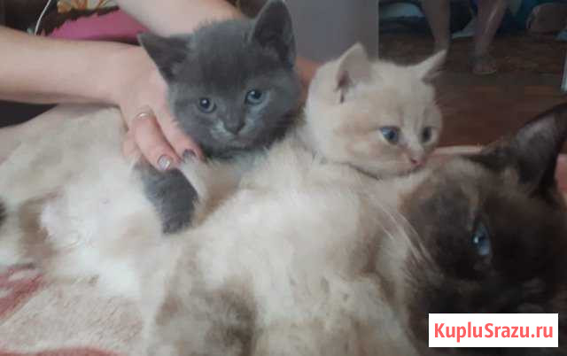 Котята Шахты - изображение 1