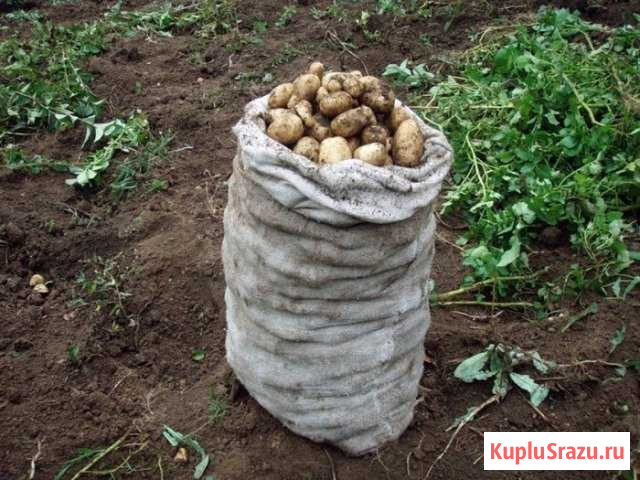 Предзаказ на картошку Камские Поляны - изображение 1