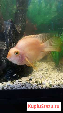 Отдам петушка и угря Петропавловск-Камчатский - изображение 1