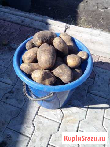 Продам картофель Юрга - изображение 1