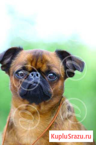 Малый Брабансон. Ищем невесту Кемерово - изображение 1