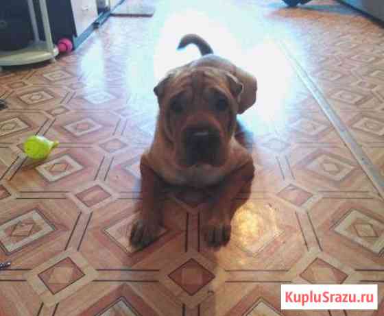 Шарпей Кемерово