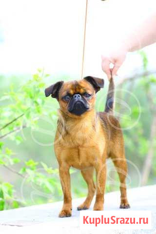 Ищем невесту Кемерово - изображение 1