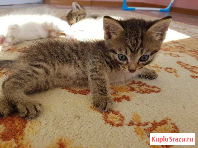 Котята Белокуриха - изображение 1