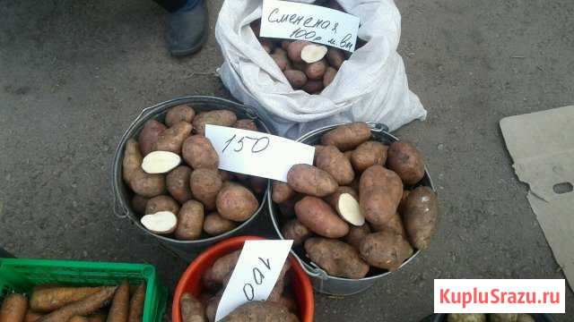 Картофель Ишимбай - изображение 1