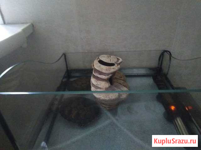 Черепашки с оборудованием Уфа - изображение 1