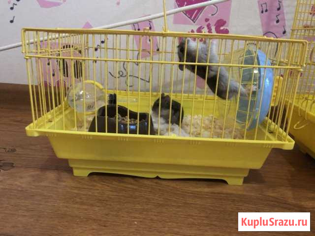 Хомяки Челябинск - изображение 1