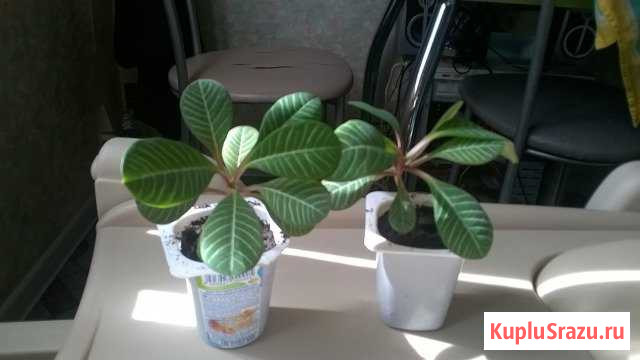 Сеянцы Молочая Магнитогорск - изображение 1