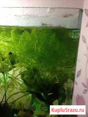 Водоросли и улитки Набережные Челны