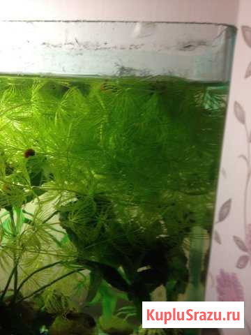 Водоросли и улитки Набережные Челны - изображение 1