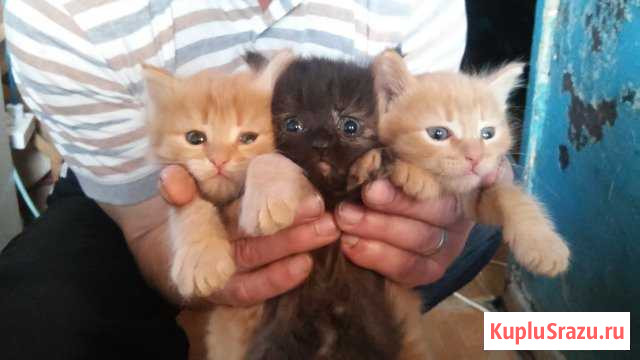 Отдам котят Краснотурьинск - изображение 1