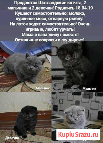 Шотландские котята Снежинск - изображение 1