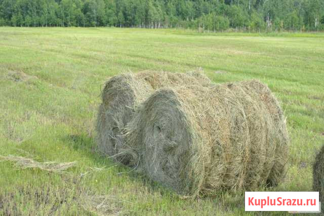 Сено в рулонах Южноуральск - изображение 1