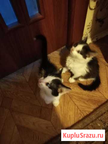 Отдам котяток Троицк - изображение 1