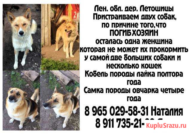 Отдаем овчарку и лайку Волосово - изображение 1