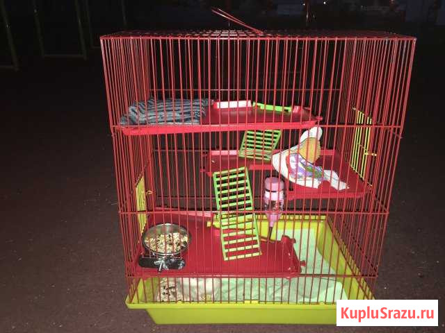 Клетка с крысой Симферополь - изображение 1