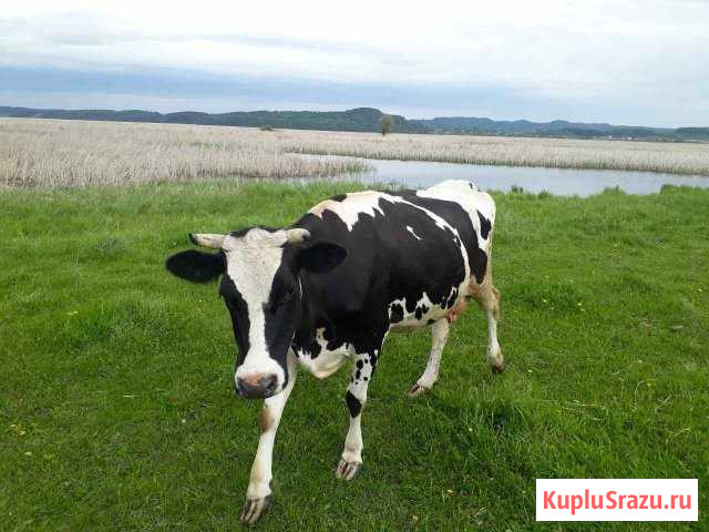 Продаю корову Оса - изображение 1