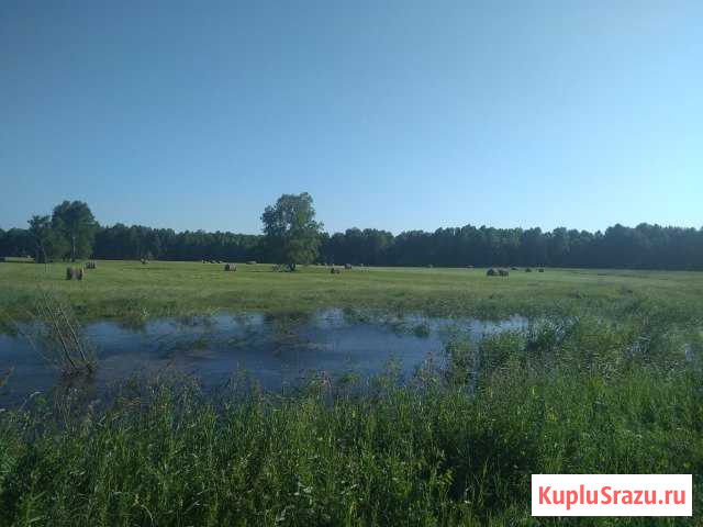 Продам сено Ордынское - изображение 1