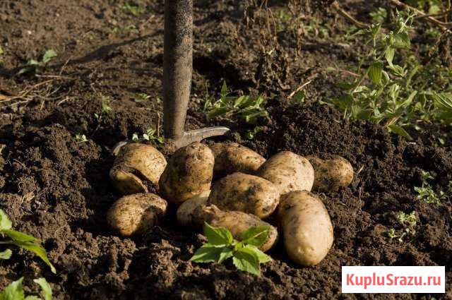 Тельная корова Старый Оскол - изображение 1