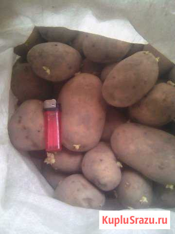 Картофель Новокузнецк - изображение 1