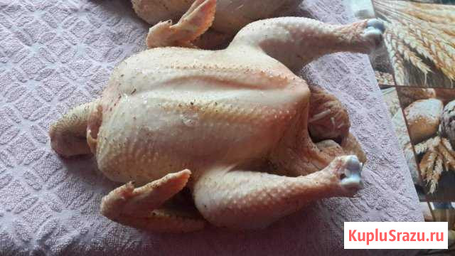 Мясо бройлера домашнего Полысаево - изображение 1
