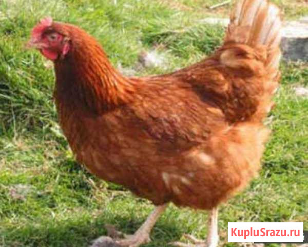 Куры молодки Кулебаки - изображение 1
