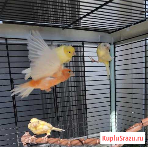 Канарейки Сертолово - изображение 1
