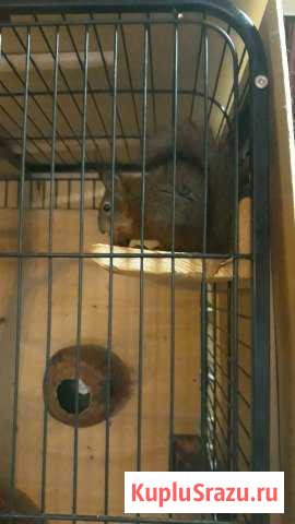 Белка в хорошие руки Выборг - изображение 1