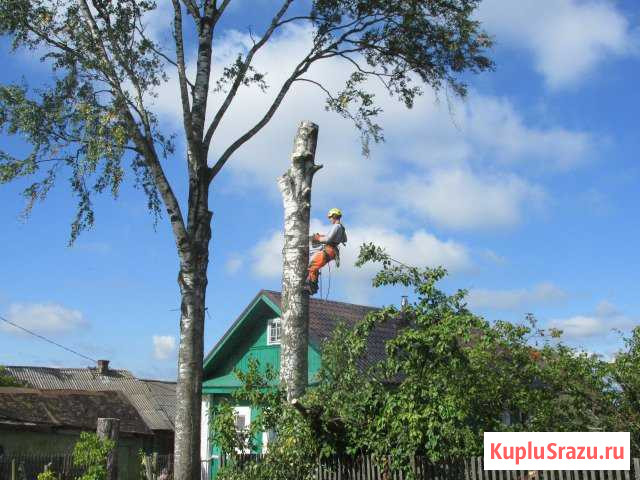 Спил сложных деревьев, корчевание пней в Луге Луга - изображение 1