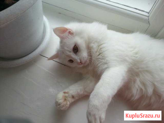 Котяшки очаровашки Вязники - изображение 1
