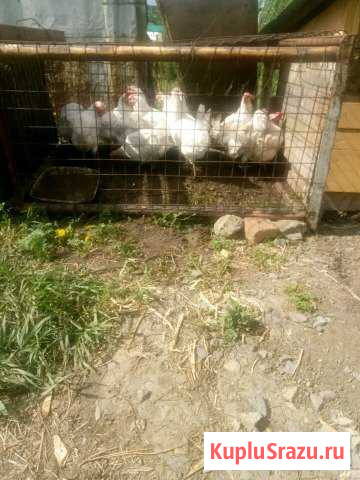 Кури Кемерово - изображение 1