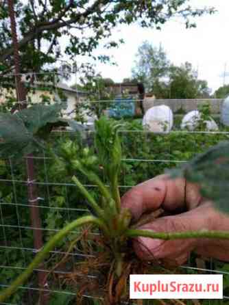 Земляника садовая Анжеро-Судженск