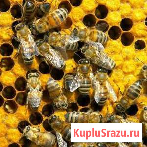 Пчёлы Волжск - изображение 1