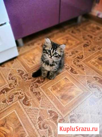 Котенок, смесь британца и сибирской кошки Дюртюли - изображение 1