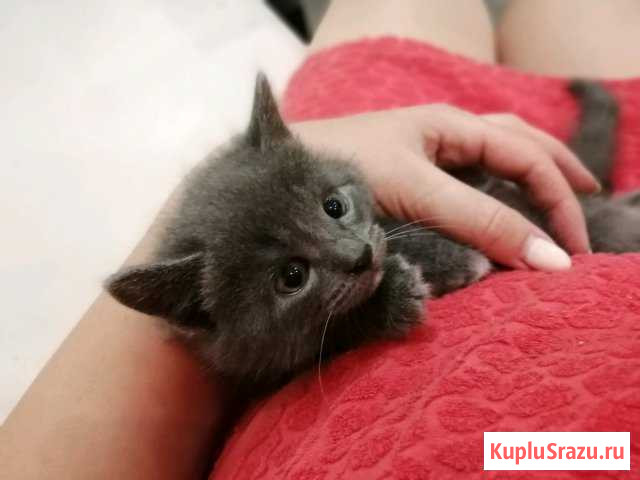 Котики Клинцы - изображение 1
