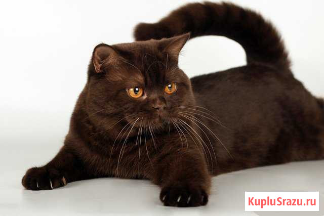 Шоколадный кот Клинцы - изображение 1