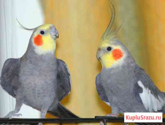 Кореллы Клинцы