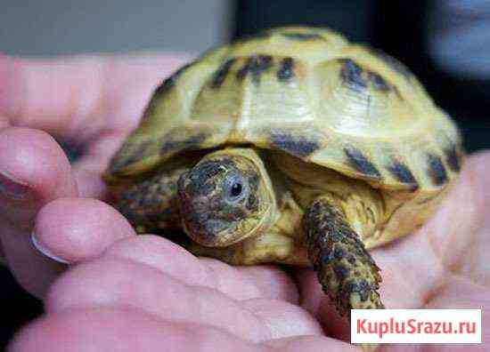 Сухопутные черепашки Клинцы