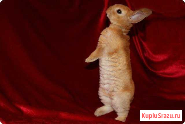 Крольчата Клинцы - изображение 1