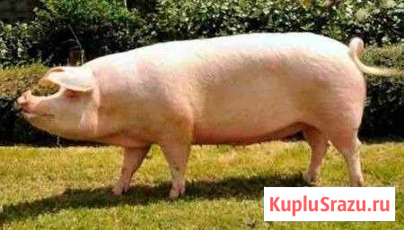 Свинина Рудня - изображение 1