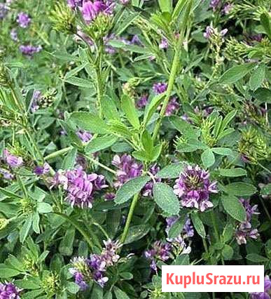 Сено Симоненко - изображение 1
