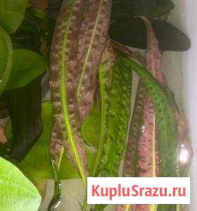Криптокарина Устериана Железногорск - изображение 1