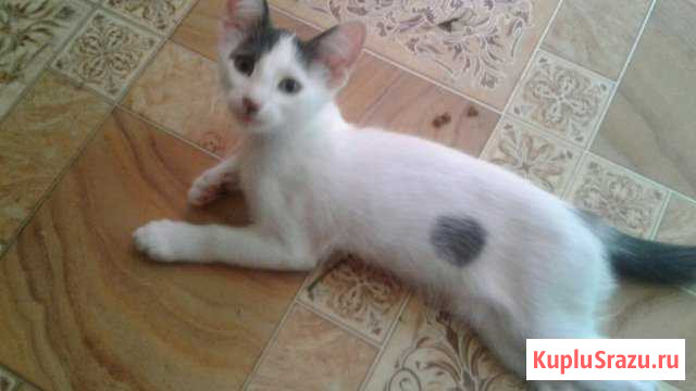 Котята Борисоглебск - изображение 1