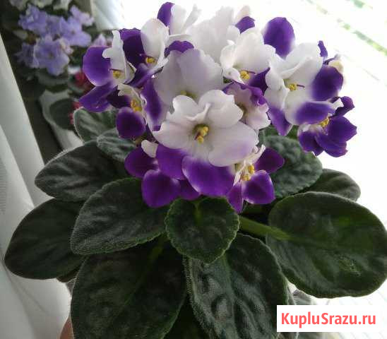 Фиалка Лиски - изображение 1